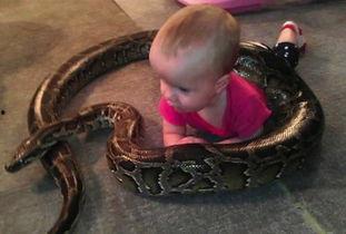 蛇的视频全集在线观看  第1张